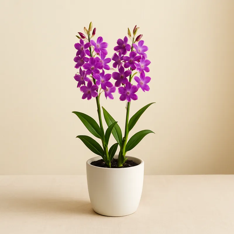 Dendrobium Orkide